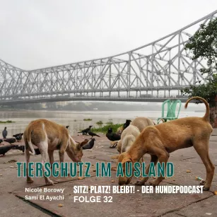 #32 Tierschutz im Ausland