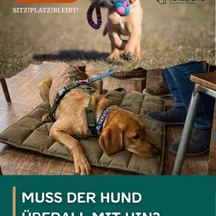 #77 Müssen Hunde eigentlich wirklich ÜBERALL mit hin?