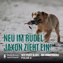 #6 Die ersten Tage mit Labradorwelpe Jaxon