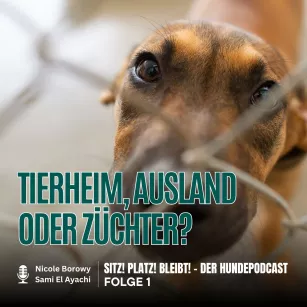 #1 Tierheim, Ausland oder Züchter - Wo soll dein Hund herkommen?
