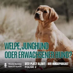 #2 Welpe, Junghund oder erwachsener Hund - Was passt zu dir?