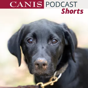 Shorts: Autoritativ statt (anti)autoritär - Erziehung beim Hund