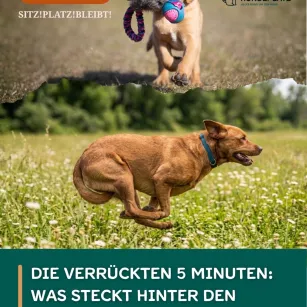 #80 Die verrückten 5 Minuten: Was steckt hinter den Zoomies?