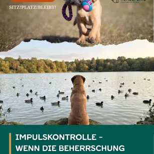 #79 Impulskontrolle am Limit - Wenn die Beherrschung irgendwann doch flöten geht